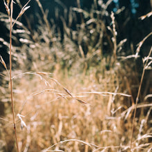  TUMBLEWEED