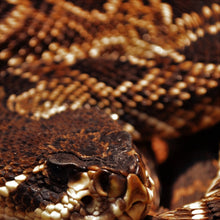  Rattlesnake 8oz