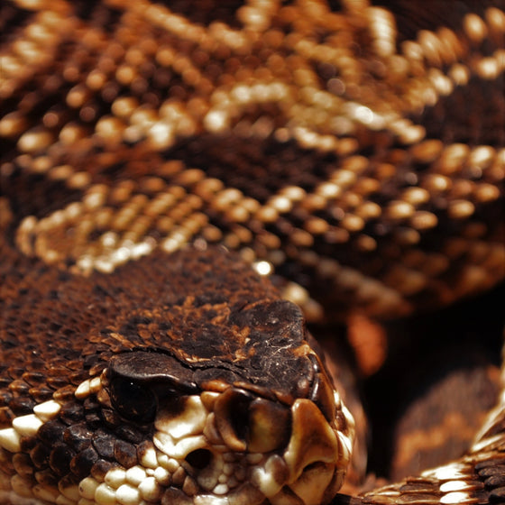 Rattlesnake 8oz