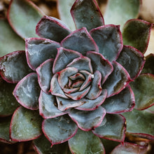  Succulents 8oz